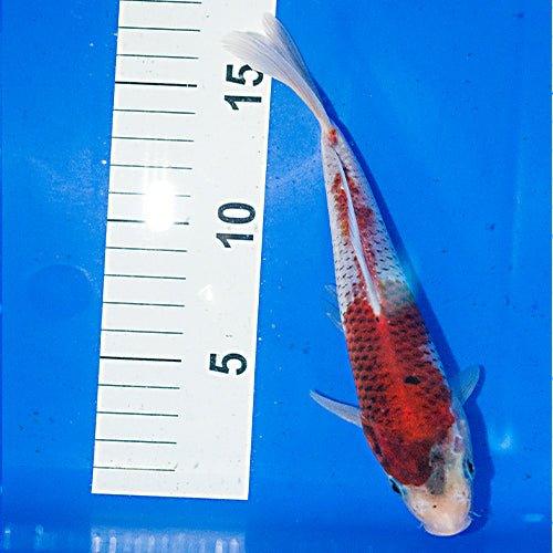 Premium Hand-Selected Koi Fish for Sale - Live Japanese Koi Carp for Ponds & Water Gardens | Perfect for Outdoor Decor, Aquarium Enthusiasts, and Zen Landscaping