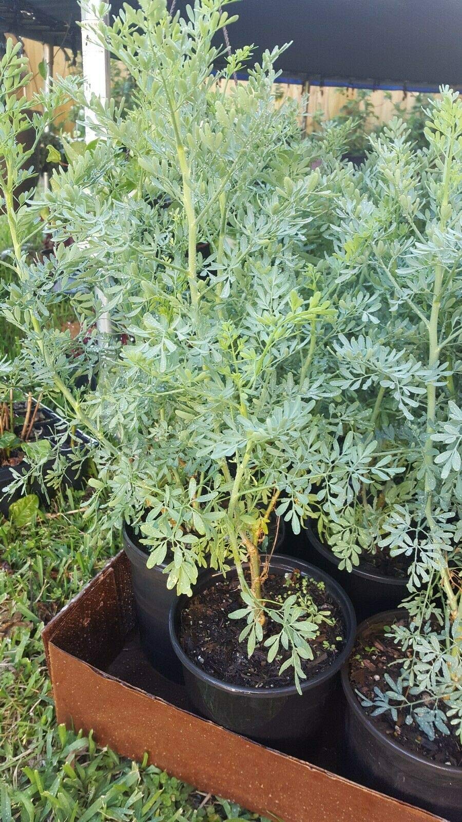 Ruta Graveolens Herb Plant - Common Rue (Herb of Grace) - 12