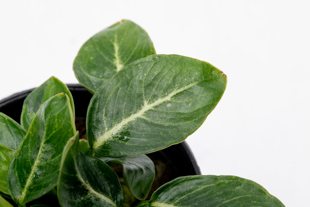 Anubias Giant Stardust Aquatic Plant - Live Freshwater Aquarium Plant for Fish Tanks, Ponds & Terrariums - Easy Low Light Aquascaping Plant for Beginners