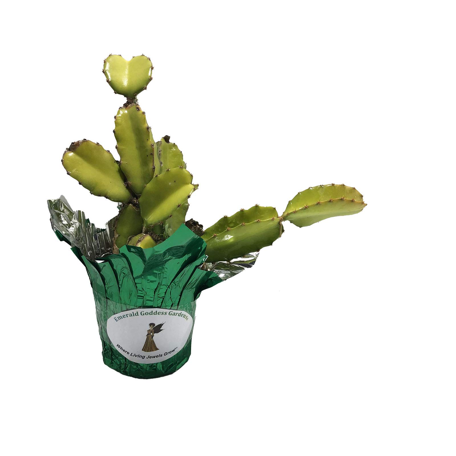 Dragon Fruit Plant (Hylocereus Undatus) - 4 Inch Starter Pot with Green & White Flowers | Fresh Pitahaya Fruit Production | Home Garden, Indoor Decor, or Gift Idea