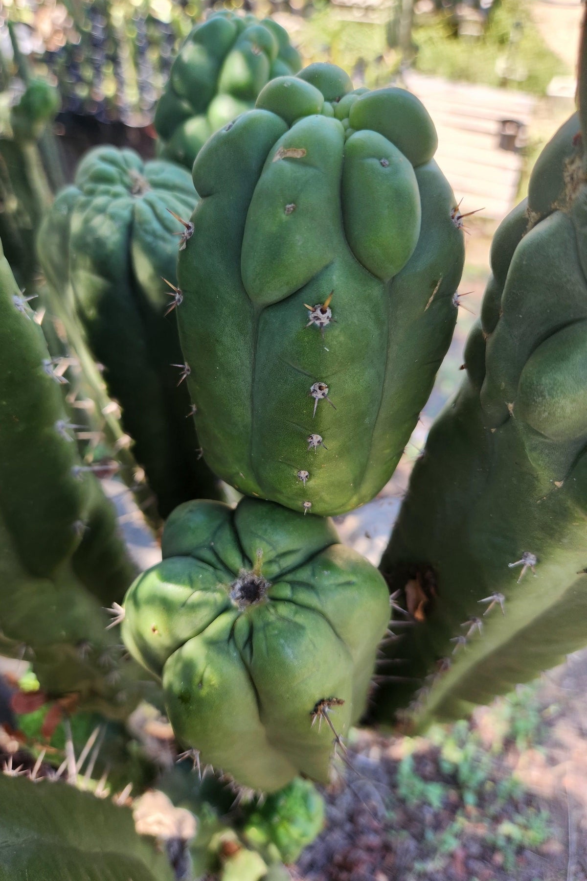 Buy TPM Cactus Cuttings | Trichocereus Pachanoi Monstrose | Rare Succulent Plants for Home & Garden Decor