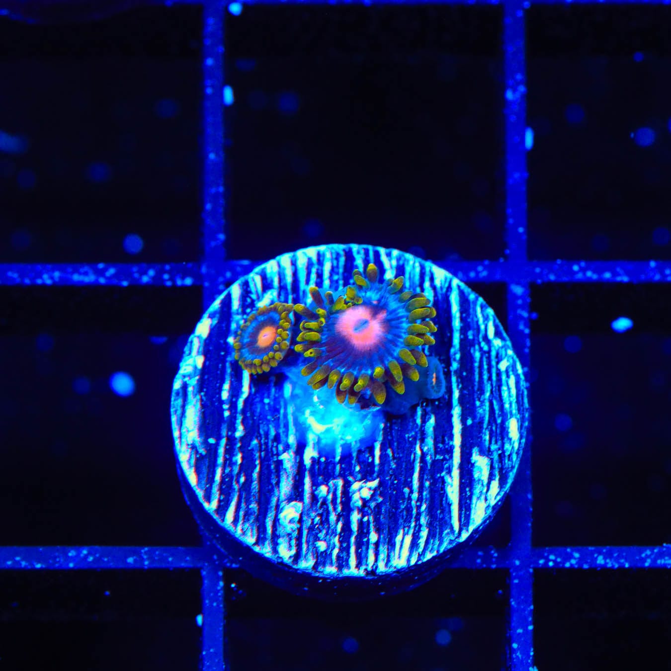 Blow Pop Zoanthids Coral - Vibrant Saltwater Coral for Reef Aquariums | Perfect for Marine Tanks & Coral Frag Racks