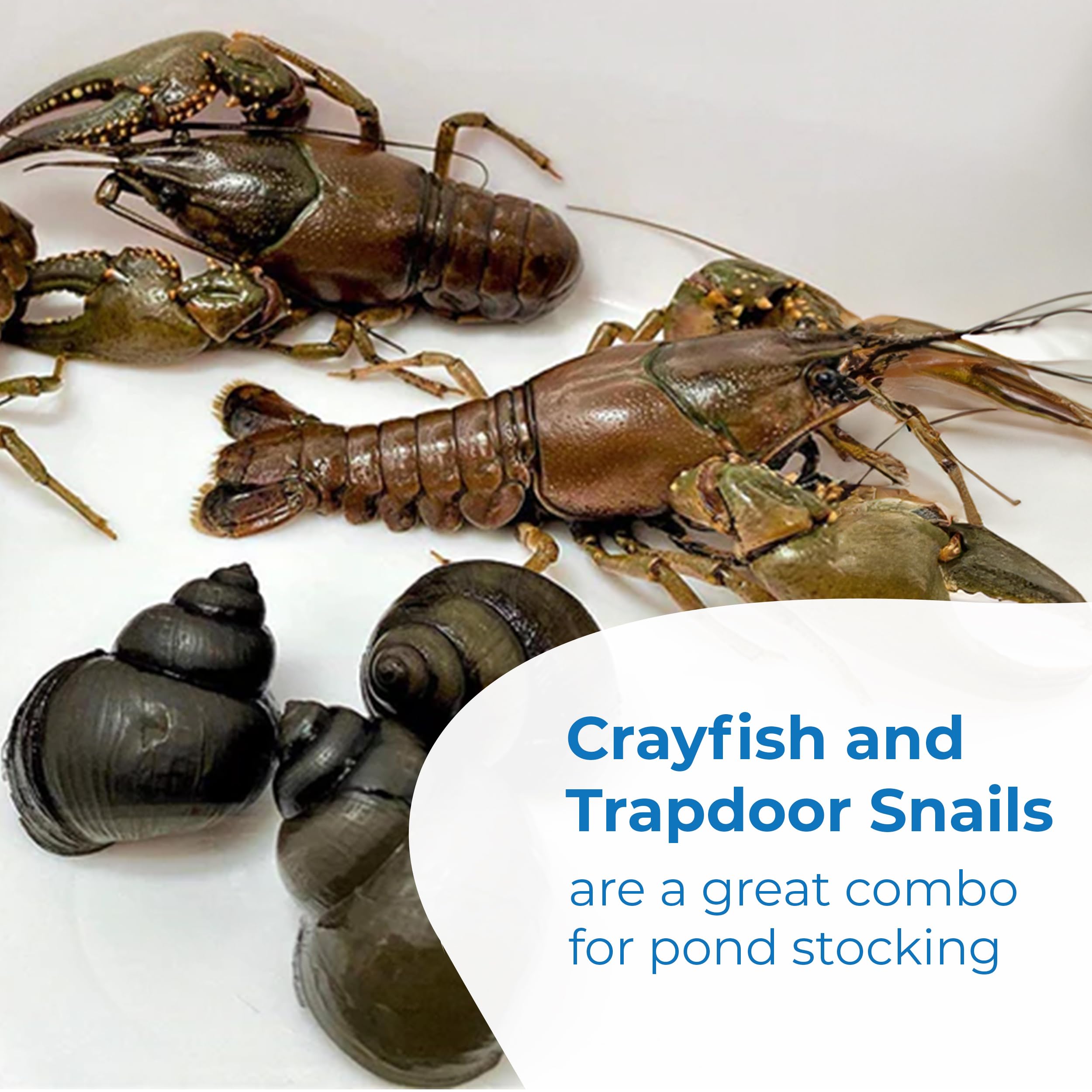 Live Toledo Goldfish, Crayfish & Trapdoor Snail Combo - 13 Each (26 Total) for Ponds, Aquariums & Fish Tanks | Perfect for Aquatic Ecosystems, Decoration & Algae Control