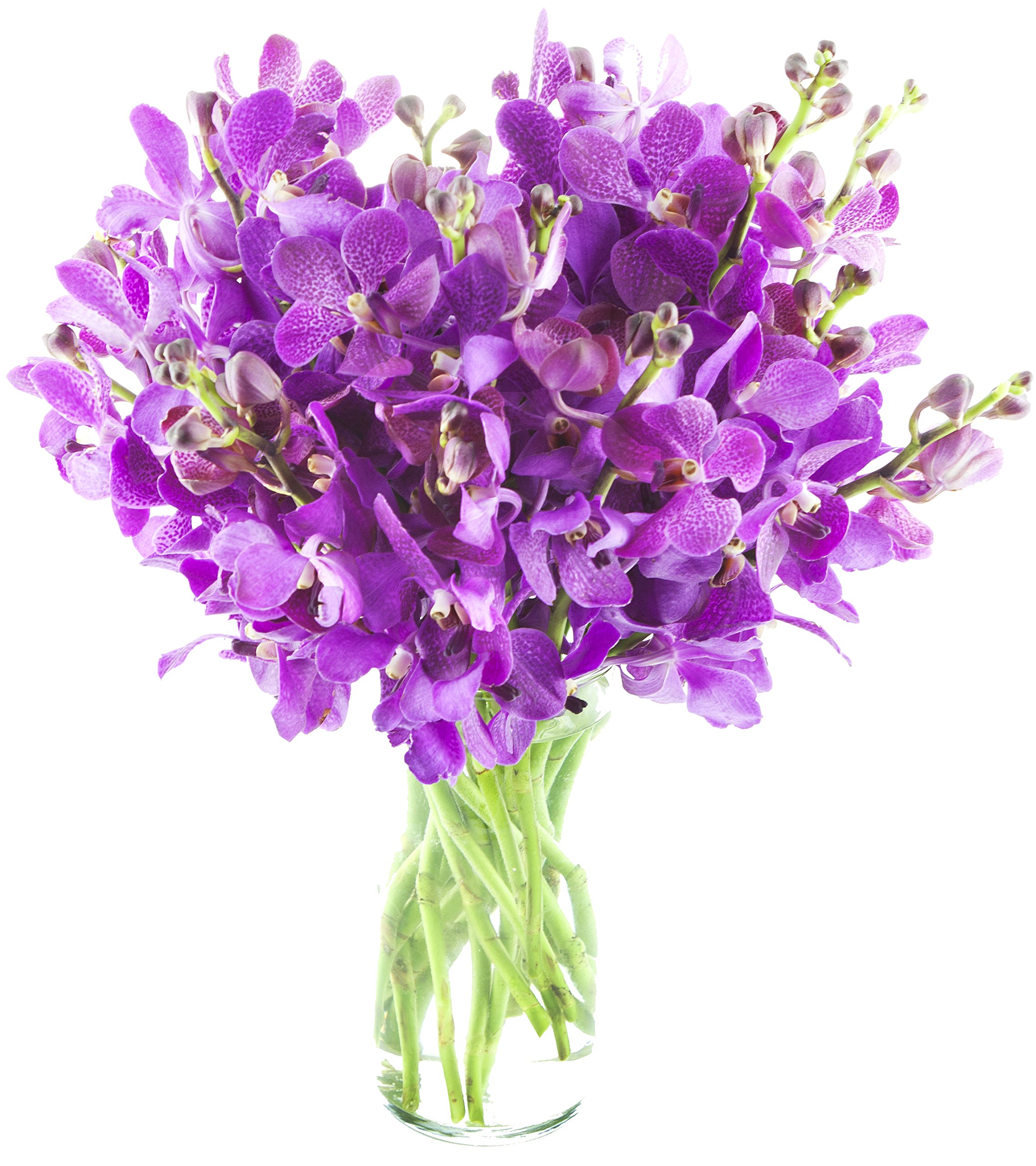 Fuchsia Mokara Orchid Bouquet with Vase - Fresh Cut Tropical Flowers for Home Decor, Wedding Centerpieces & Gift Giving | The KaBloom Collection