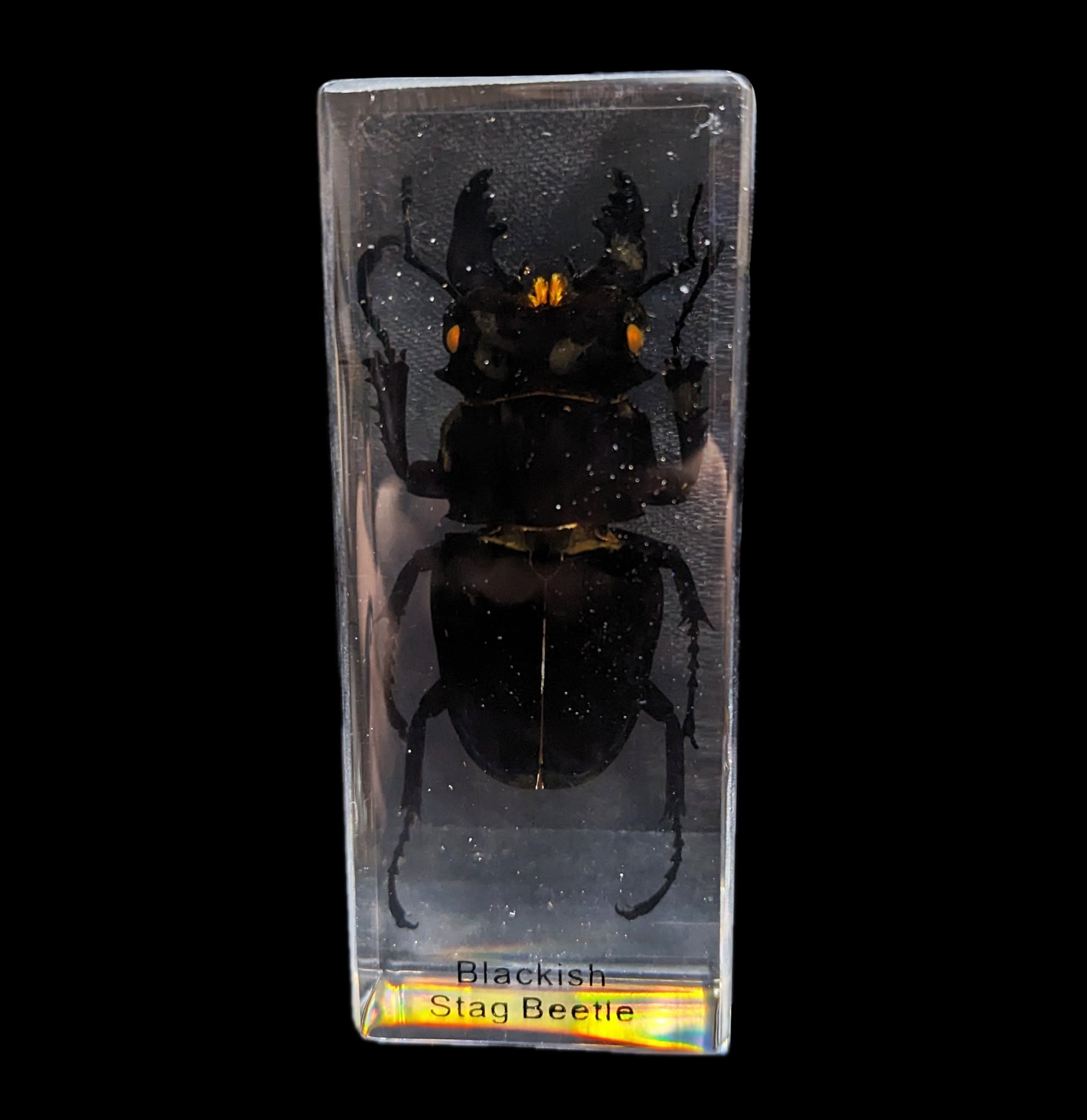 Blackish Stag Beetle Specimen in Clear Acrylic Block - Perfect for Insect Collectors, Science Education & Home Decor Display