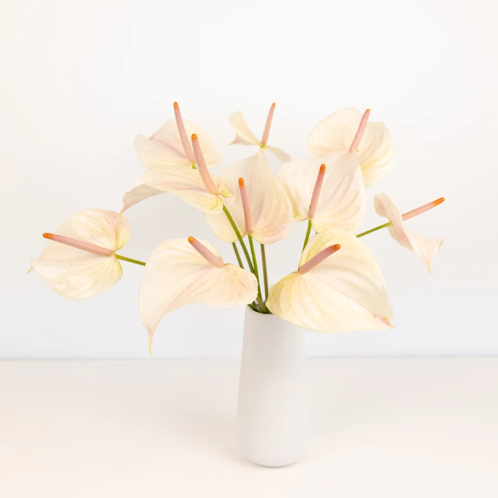 Anthurium Lime Burst Obake Tropical Flower - Exotic Live Houseplant for Home & Office Decor - Perfect for Indoor Gardens, Wedding Centerpieces & Tropical Theme Parties