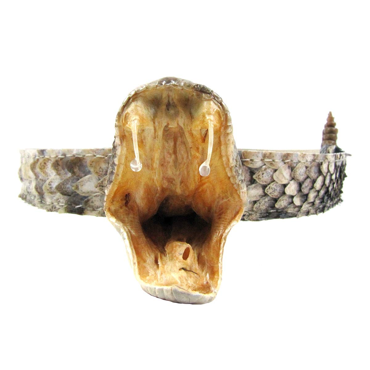 Genuine Eastern Diamondback Rattlesnake Cowboy Hat Band - Real Snakeskin Western Accessory for Cowboy Hats, Rodeo Events & Country Style Fashion