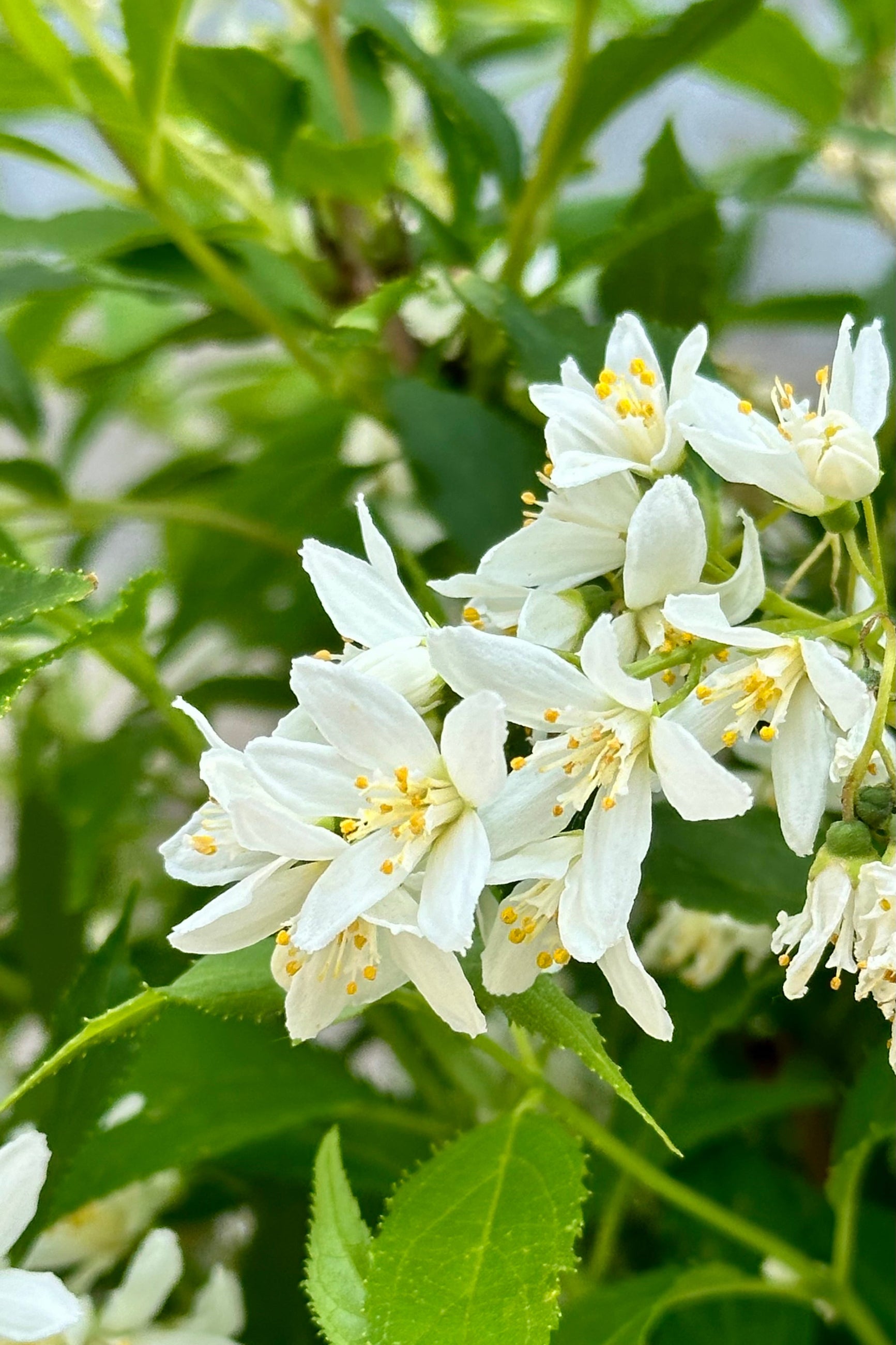 Deutzia 'Yuki Snowflake' #3 - White Flowering Shrub for Landscaping & Garden Borders | Perfect for Outdoor Decoration & Pollinator Gardens