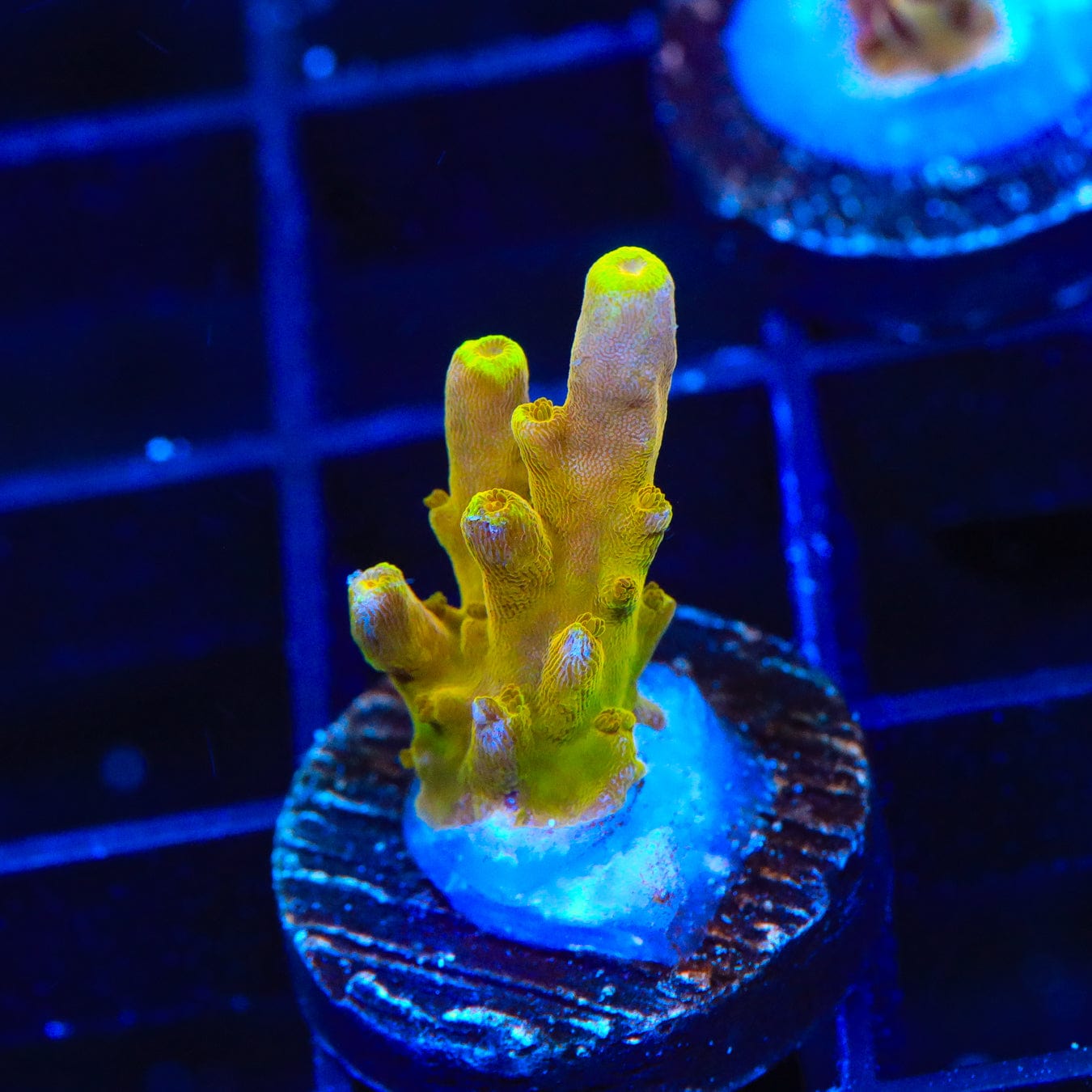 Premium CB Golden Jawdropper Acropora Coral for Saltwater Aquariums - Vibrant Coral for Reef Tanks & Marine Displays