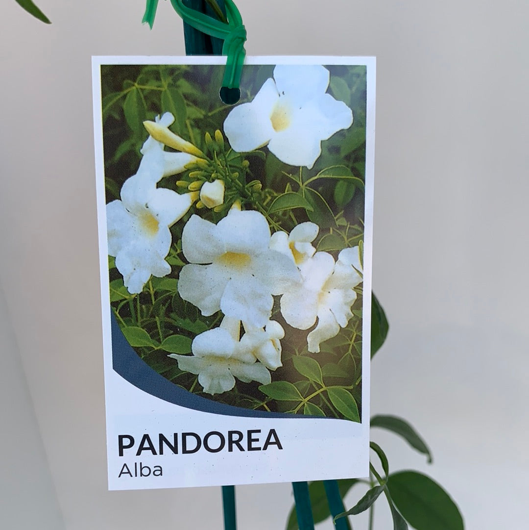 Pandorea jasminoides 'Alba' - White Bower Vine - Fragrant Climbing Plant for Gardens, Fences & Trellises | Perfect for Outdoor Landscaping & Backyard Decor