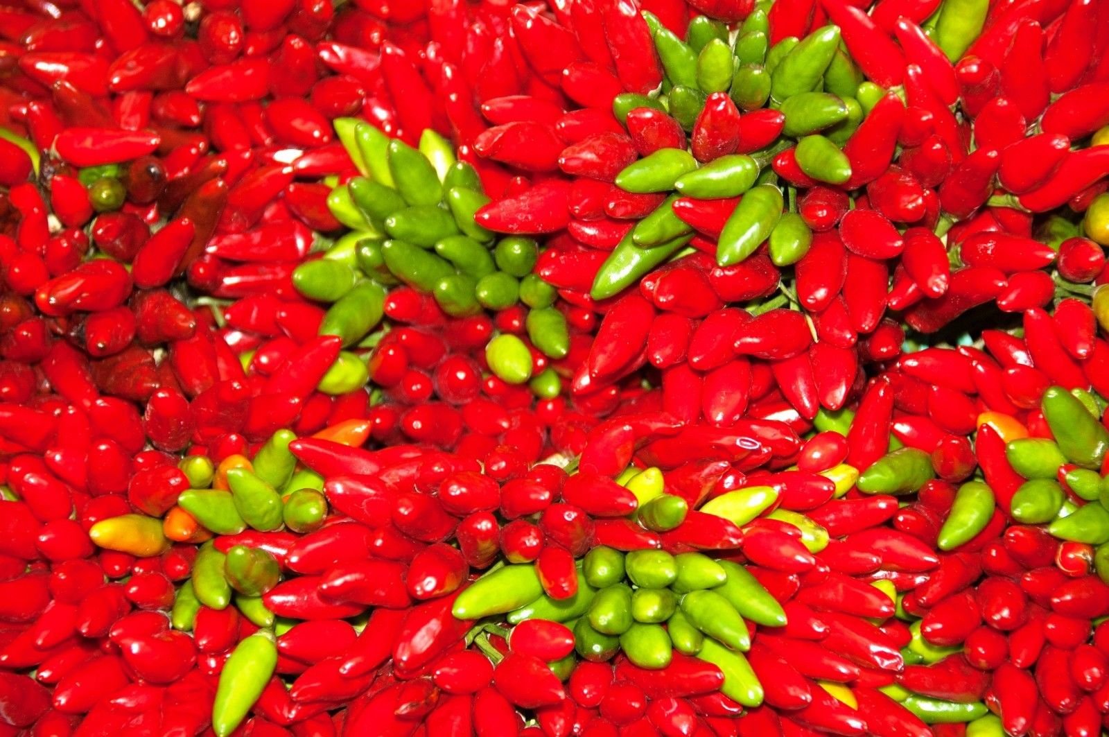 60x Tabasco Pepper Hot Sauce - Spicy Chili Sauce for Cooking, Grilling & Mexican Dishes - Perfect for Tacos, Wings & Bloody Marys