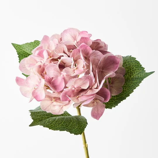 Beautiful Mauve Hydrangea Flowers for Bouquets, Weddings & Home Decor | Fresh Cut Hydrangea Blooms for Floral Arrangements