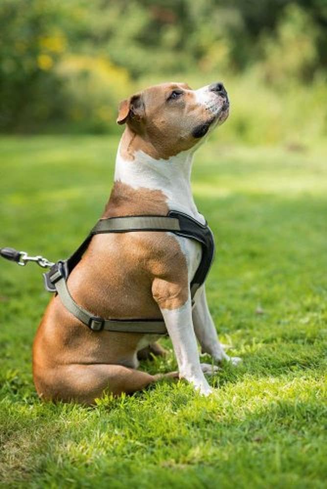 Hunter Neoprene Dog Harness for Small Dogs - X-Small Size, Raspberry & Black - Comfortable & Adjustable for Walking, Hiking & Outdoor Adventures