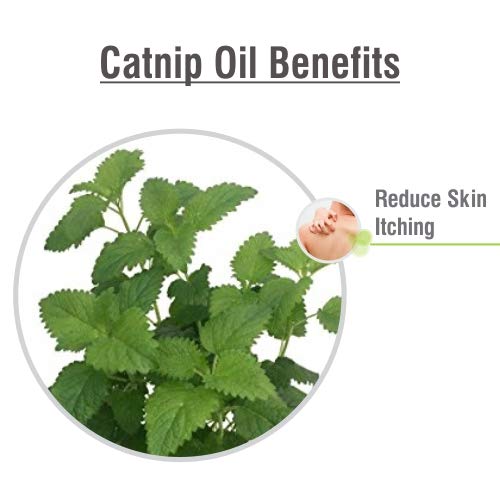 100% Pure & Natural Bulk Catnip Essential Oil (Nepeta cataria) - Undiluted, Uncut 2000ml for Aromatherapy | Stress Relief, Pet Enrichment & DIY Skincare
