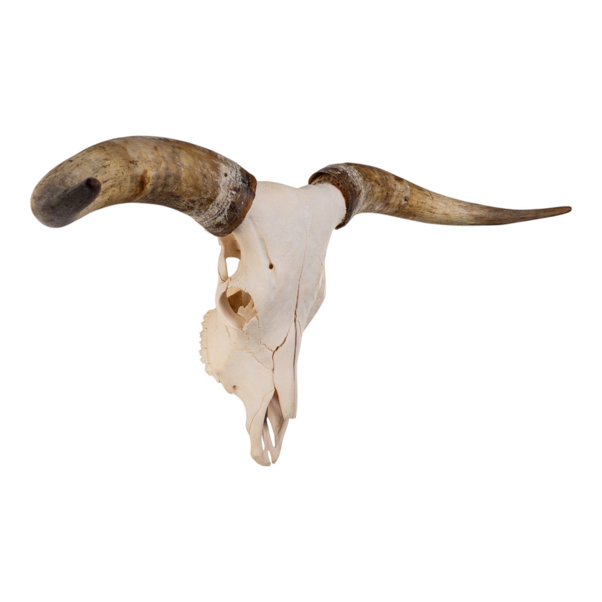 Authentic Texas Longhorn Skull - Genuine Cowboy Decor for Western Home & Ranch Style - Perfect for Wall Art, Man Cave, and Western Themed Parties