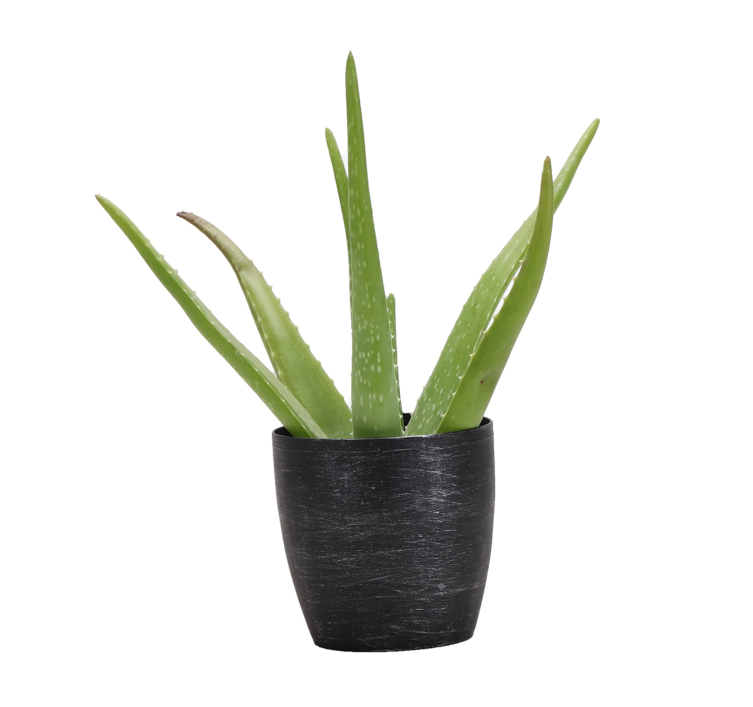 Thorsen's Greenhouse Aloe Vera Plant (Aloe barbadensis) - 4
