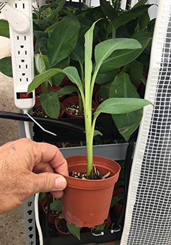 Sweetheart Banana Plant - Rare FHIA-03 Dwarf Banana Tree for Sale - Live Tropical Fruit Plant for Home Garden, Patio & Indoor Decor
