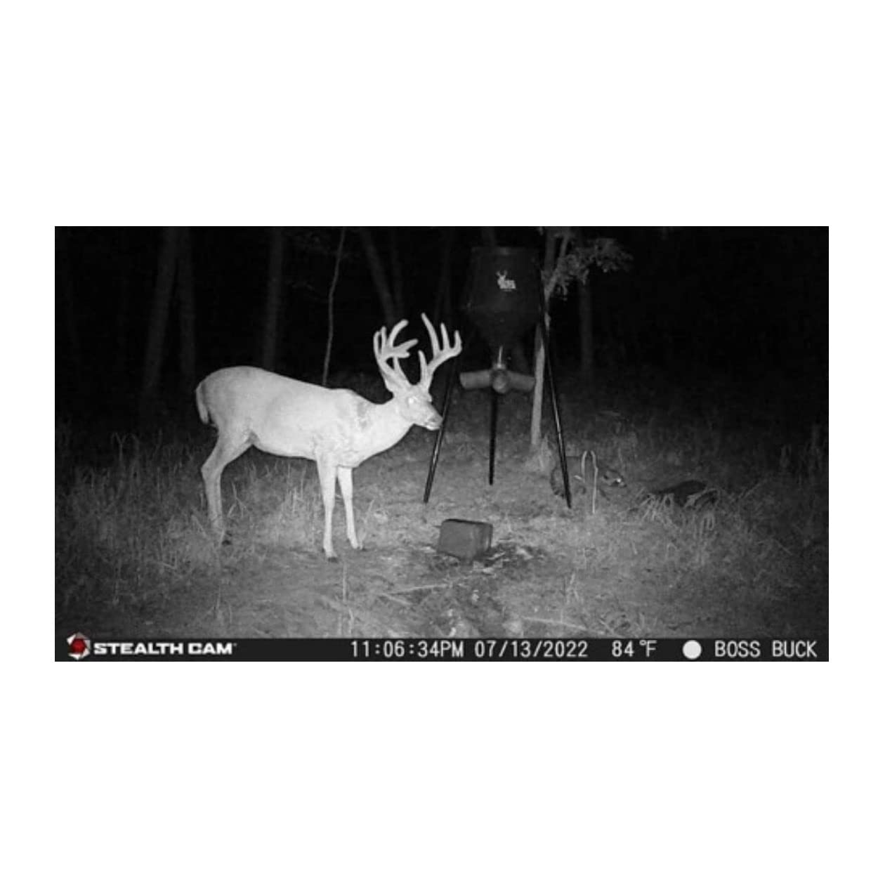 Stealth Cam G42 No-Glo Trail Game Camera with 32GB SD Card & Focus Reader Bundle - 4-Piece Wildlife Monitoring Kit for Hunting, Scouting, and Outdoor Security Surveillance