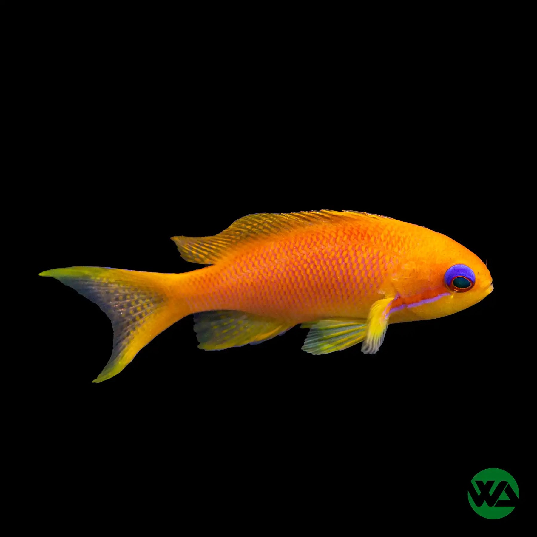 Lyretail Anthias (Pseudanthias squamipinnis) - Saltwater Aquarium Fish for Reef Tanks & Marine Aquascaping
