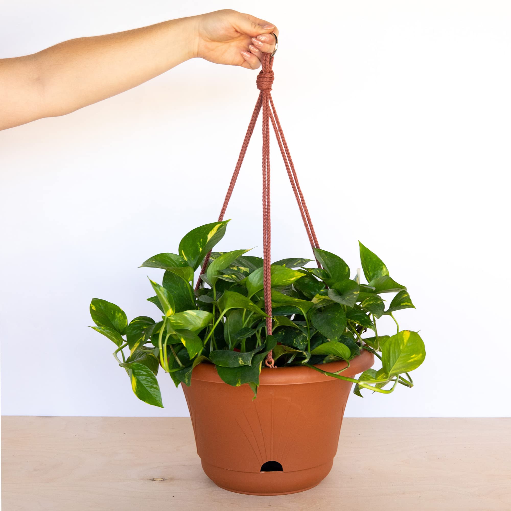 Bloem Living LHB1346 Lucca Self-Watering Hanging Basket Planter - 13 Inch Terra Cotta Flower Pot for Outdoor & Indoor Plants (Pack of 1010) - Perfect for Patio, Garden, Balcony Decor and Home Greenery