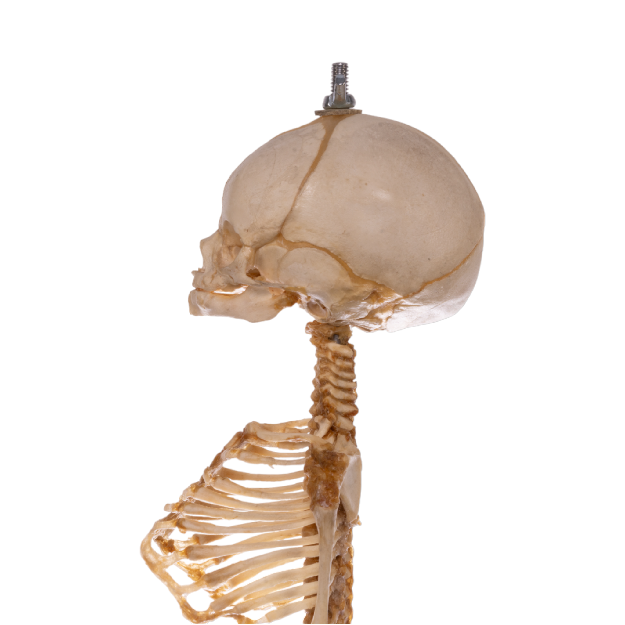 Premium Anatomical Human Fetal Skeleton Model - Medical Research & Education - Perfect for Medical Students, Doctors & Science Classrooms