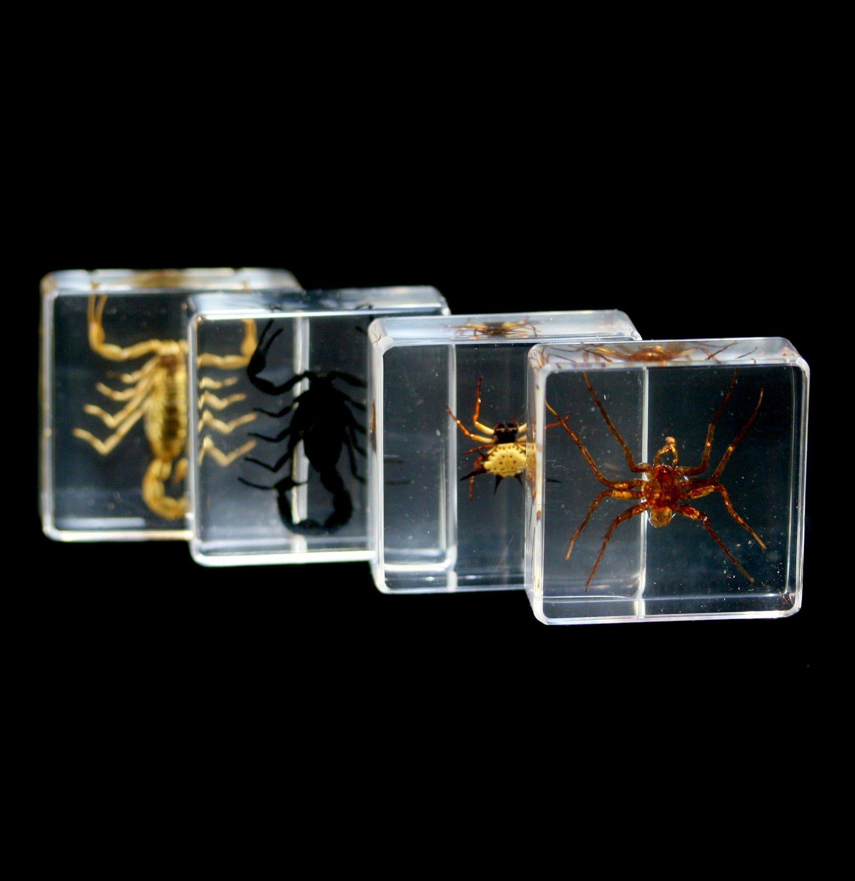 Scorpion and Spider Acrylic Display Case - Perfect for Entomology Collections, Home Decor & Science Education