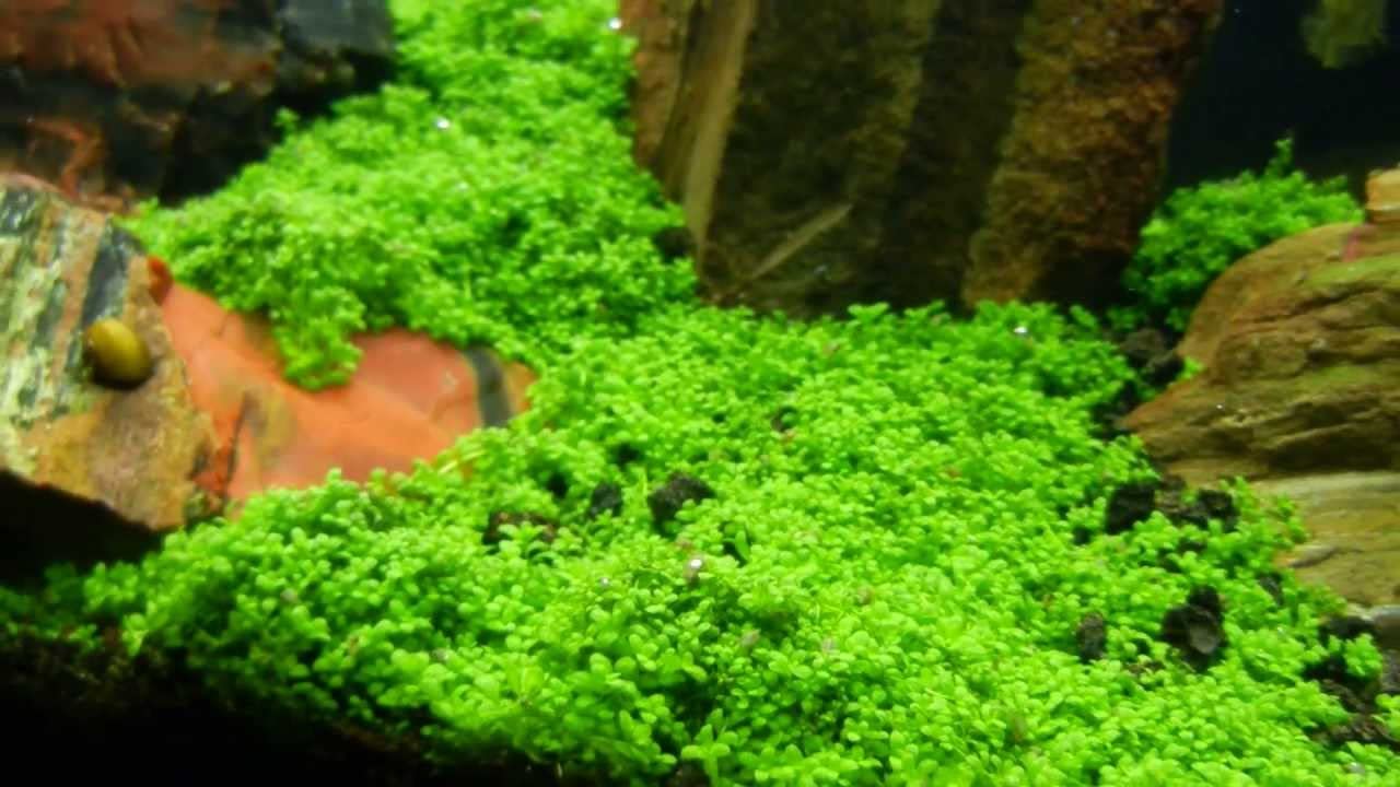 3X Micranthemum Monte Carlo Pots - Easy Live Aquarium Plants for Freshwater Fish Tanks, Aquascaping & Low-Tech Planted Aquariums