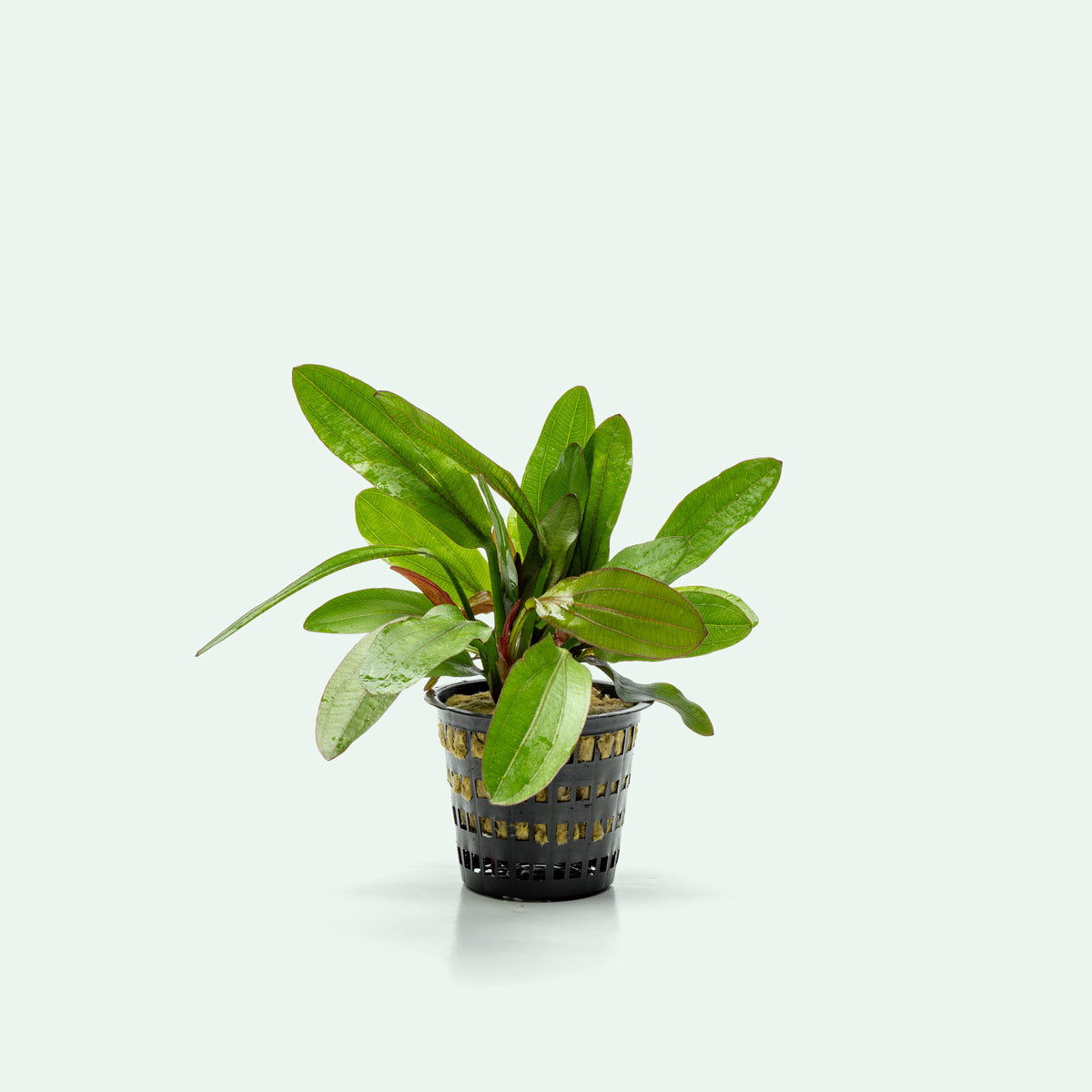 Echinodorus Red Rubin Mother Plant - Live Aquatic Plant for Aquariums & Fish Tanks - Perfect for Freshwater Planted Tanks & Aquascaping