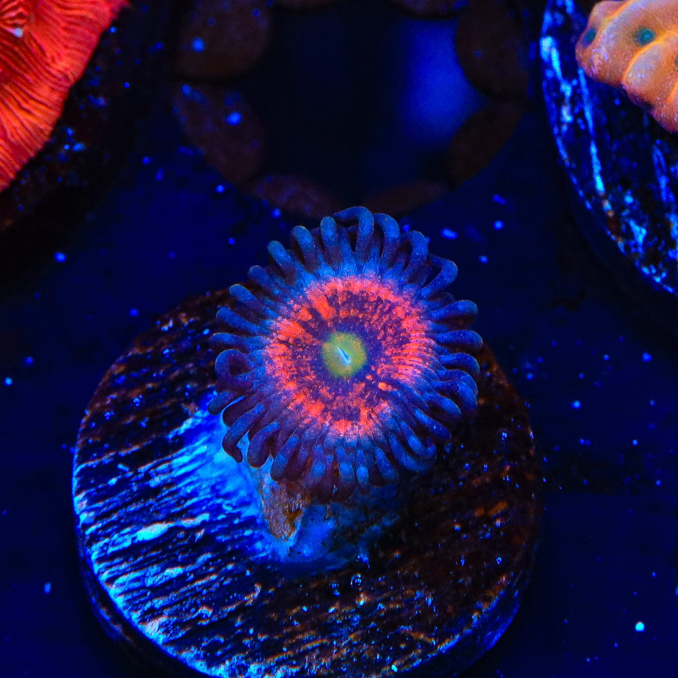 Everlasting Gobstopper Zoanthids Coral - Vibrant Saltwater Aquarium Coral for Reef Tanks | Perfect for Marine Aquascaping & Coral Propagation