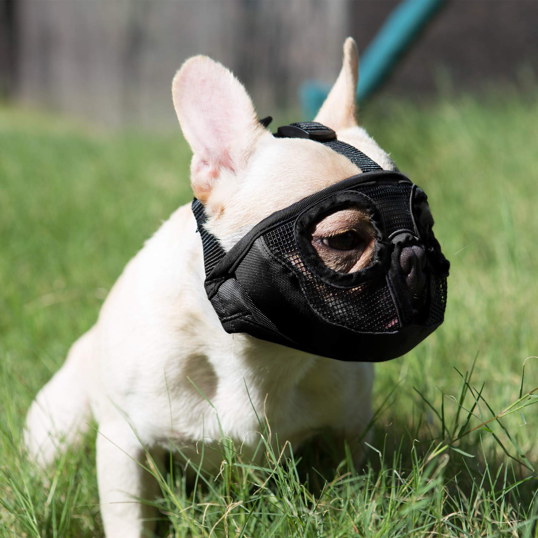 Breathable Mesh Dog Muzzle for Short Snout Breeds - Bulldog Training Mask for Biting, Chewing, Licking & Grooming - Black (Perfect for Vet Visits, Walks & Behavior Training)