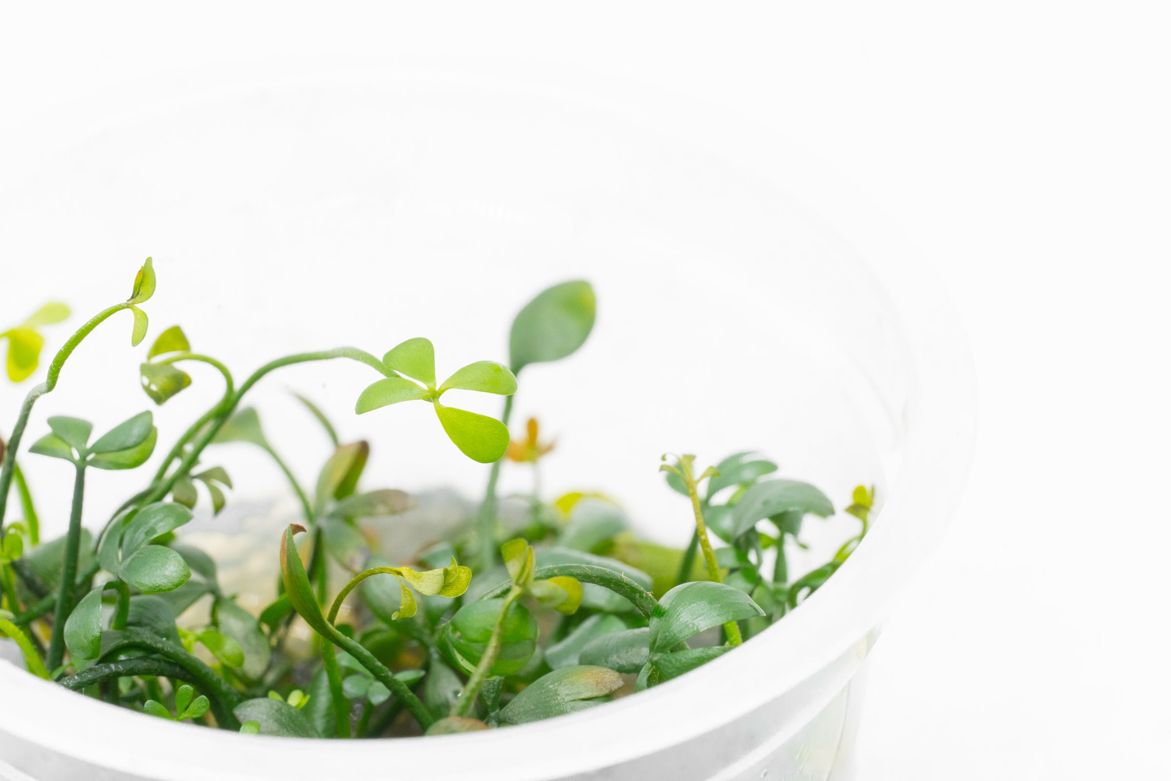 Marsilea Hirsuta Aquatic Plant for Aquarium - Carpeting Foreground Plant for Fish Tank, Nano Tank & Aquascaping | Perfect for Freshwater Aquariums & Shrimp Tanks