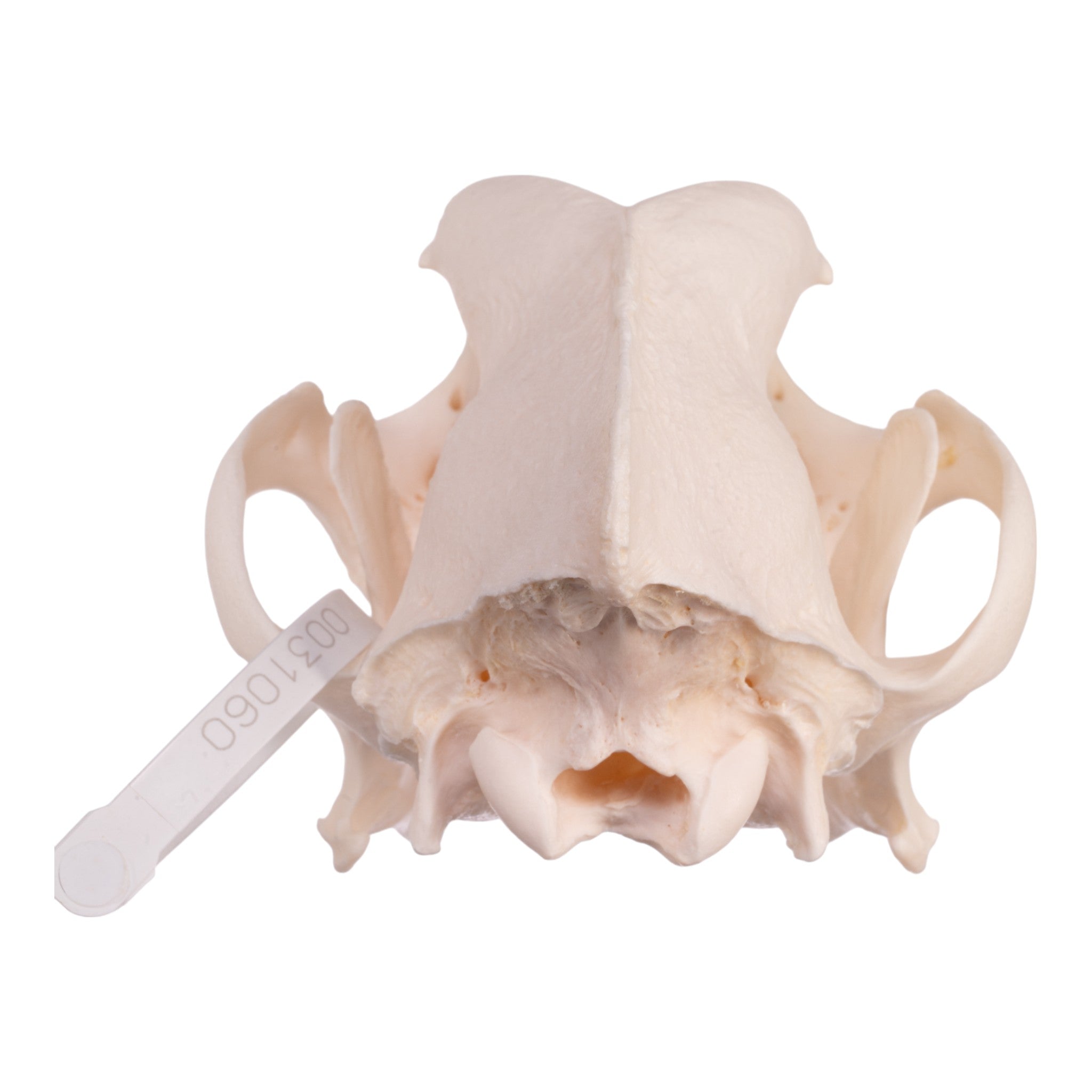 Authentic Rottweiler Dog Skull - Real Domestic Canine Specimen for Veterinary Study, Taxidermy & Halloween Decor