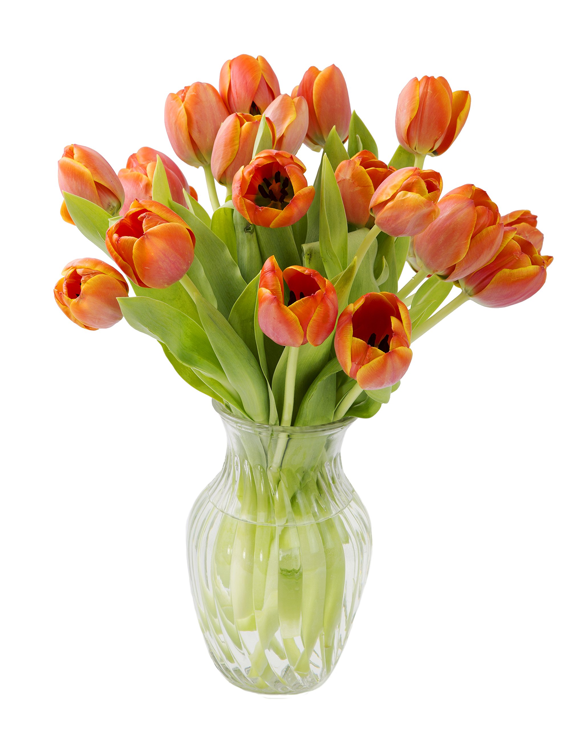 20 Fresh Orange Tulips Bouquet from Holland - Farm-Fresh Cut Flowers with Glass Vase - Perfect for Weddings, Anniversaries & Home Decor