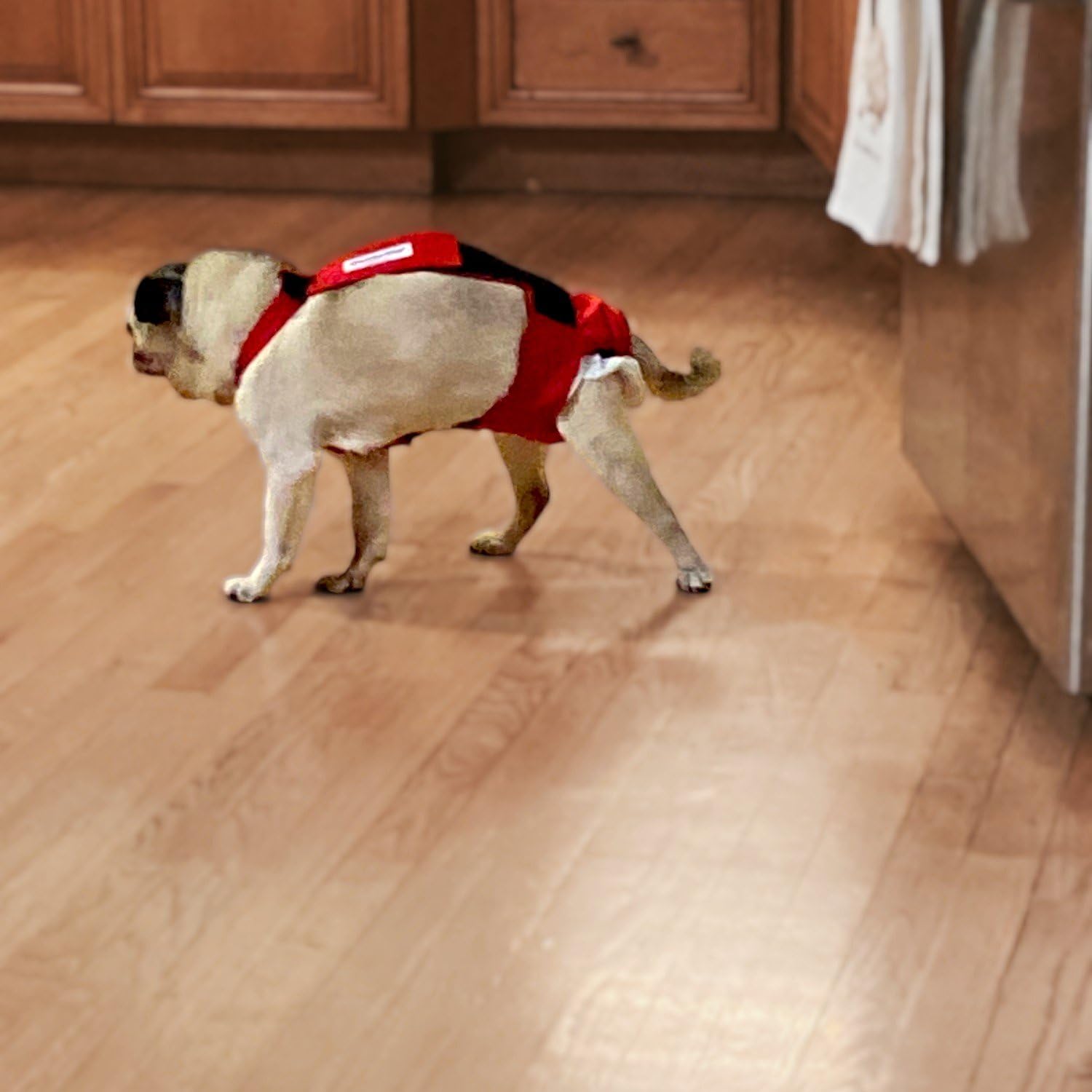 Cherry Red Dog Diaper Overall XS with Tail Hole - Waterproof Pet Diaper for Small Dogs - Made in USA - Perfect for House Training, Incontinence & Travel