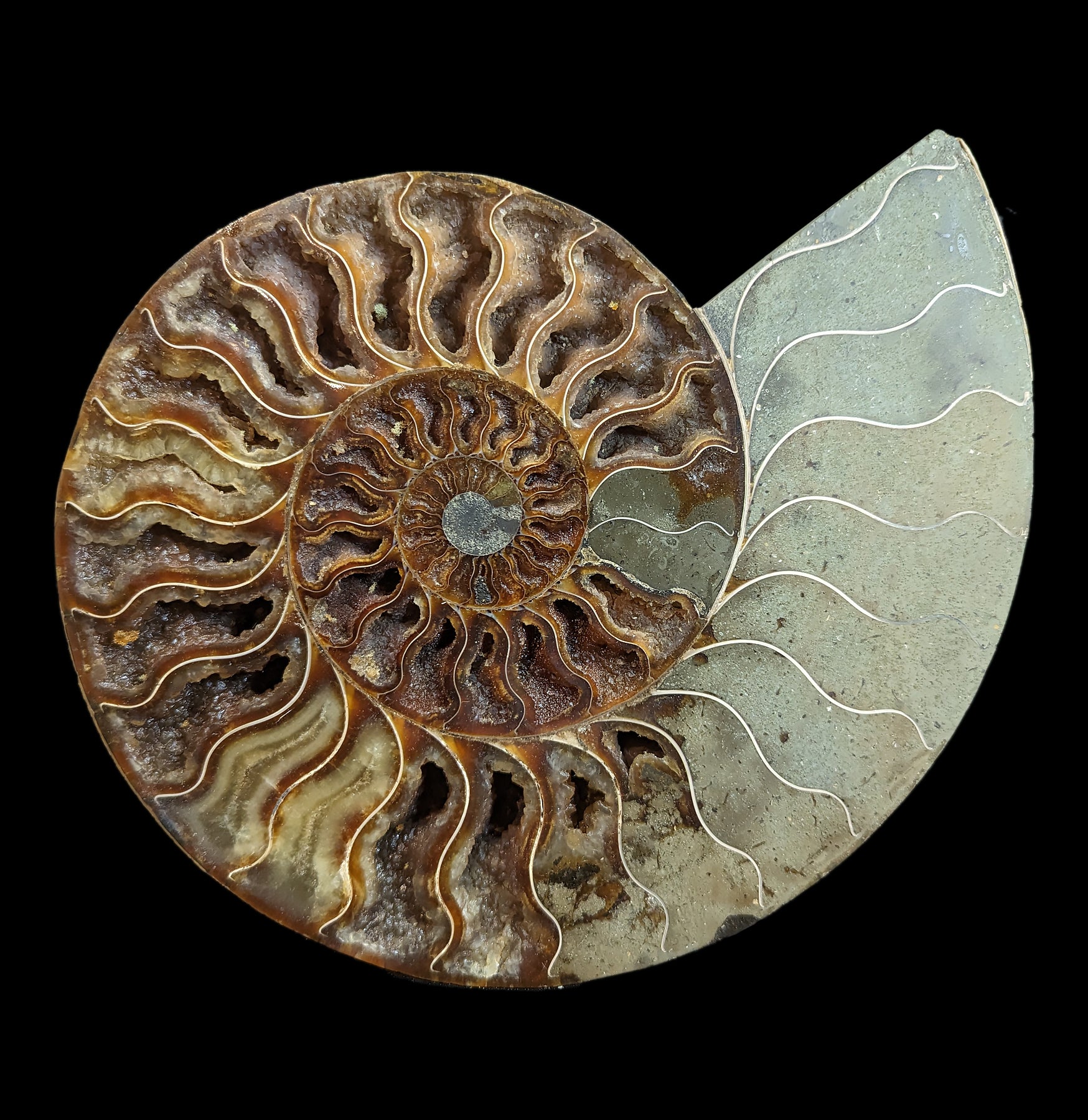 Premium Cut & Polished Ammonite Pair Fossil Specimen - Natural Stone Display for Home Decor, Meditation & Healing Crystals Collection