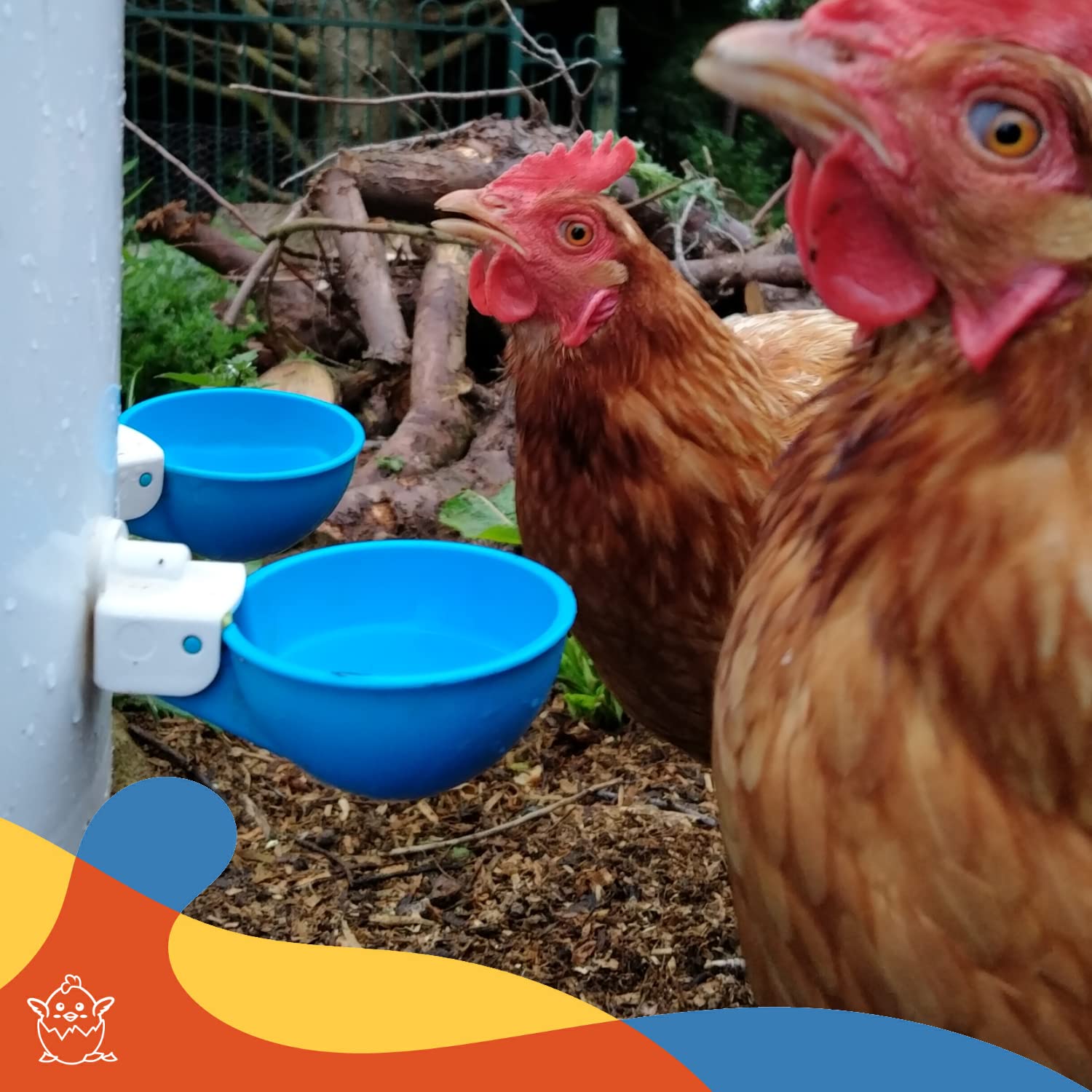 Lil'Clucker Chicken Waterer Cups 10 Pack - 5 Orange & 5 Blue Poultry Drinking Cups for Chickens, Ducks, and Birds - Perfect for Coops, Farms, and Backyard Poultry Care