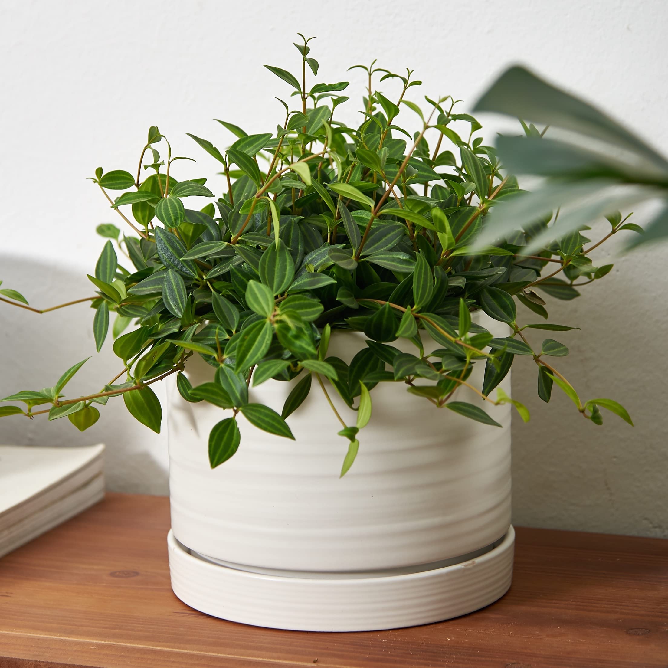 8 Inch Ceramic Plant Pots with Drainage Hole & Saucer - Indoor/Outdoor Cylinder Planter for Succulents, Herbs, Flowers - Modern Matte White Round Flower Pot for Home, Office, Garden Decor