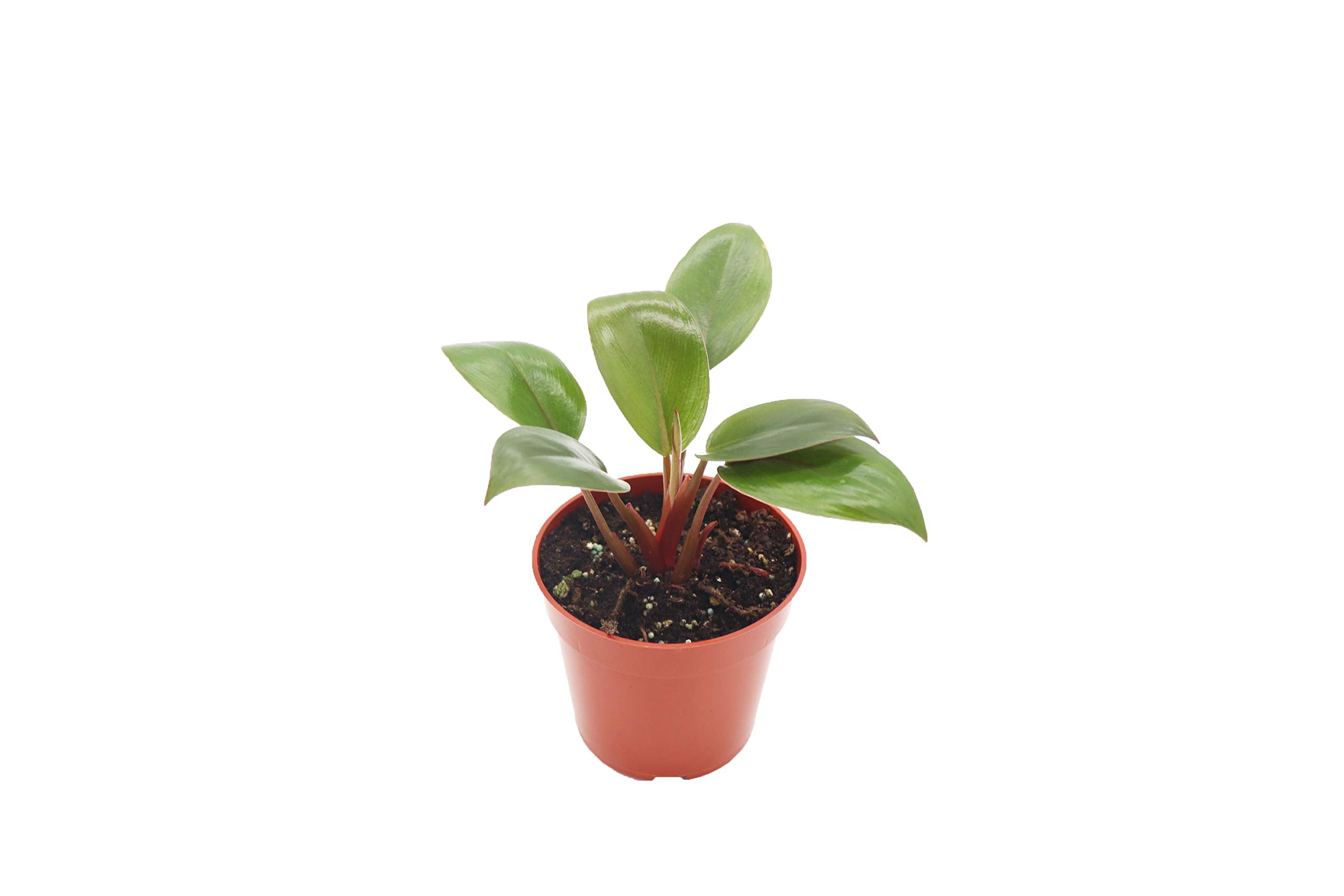 Philodendron Red Back - 4 Inch Live House Plant from California Tropicals | Perfect for Home Decor, Office Plants & Indoor Gardening
