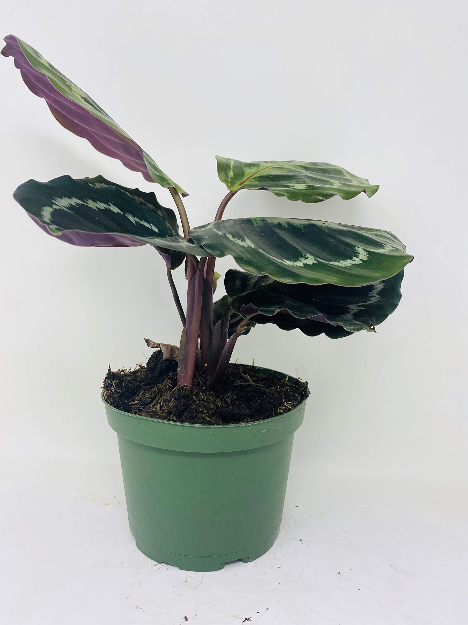 Calathea Rose Painted Prayer Plant - Live Houseplant in 6