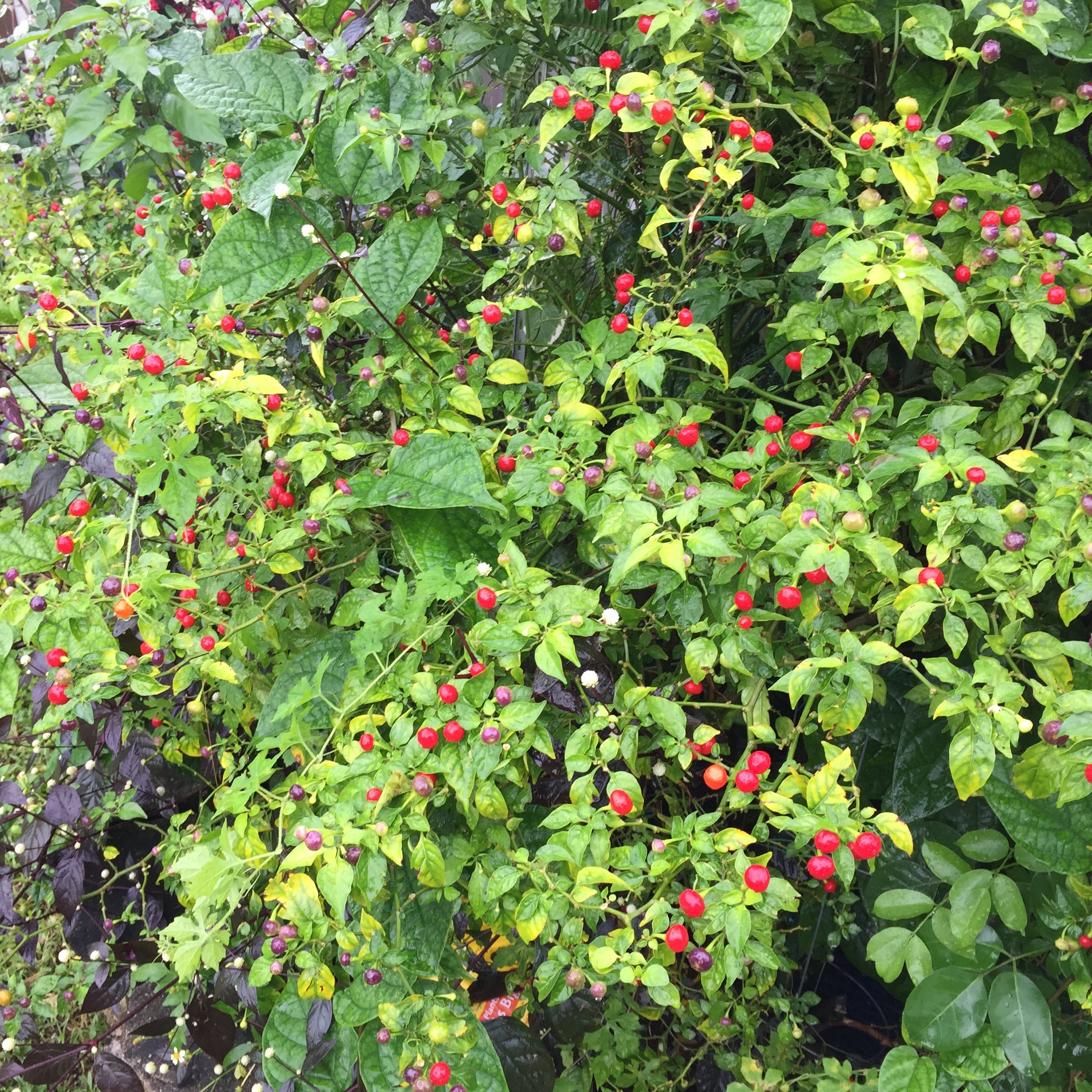 Wiri Wiri Pepper Seeds (25 Count) - Rare C. Frutescens Variety from Guyana - Perfect for Hot Sauce, Caribbean Cooking & Home Gardening
