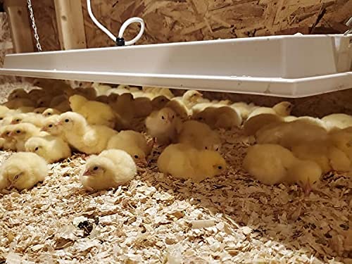 150W Safe Chick Heater for Coops & Animal Warmth - OH11x40 Size - Ideal for Poultry Brooding, Pet Heating & Winter Shelter Comfort