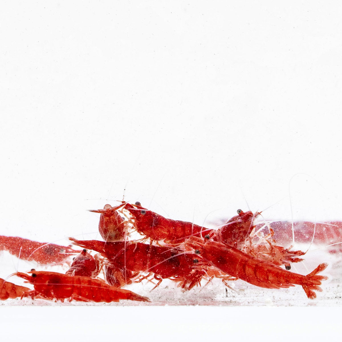 Premium Fire Red Cherry Caridina Shrimp - Vibrant Freshwater Aquarium Shrimp for Planted Tanks & Nano Aquascapes | Perfect for Beginners & Shrimp Breeding Enthusiasts