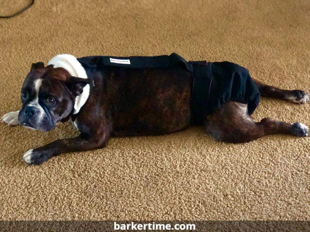 Premium Midnight Black Dog Diaper Overall with Tail Hole - Size L, Made in USA | Absorbent & Washable Pet Diapers for Incontinence, Travel & Post-Surgery Care