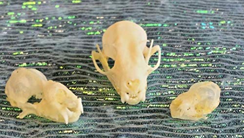 3 Piece Skull Collection - Realistic Fruit Bat Skulls for Taxidermy, Oddity Display & Gothic Decor - Perfect for Halloween Decorations, Science Education & Dark Aesthetic Home Décor