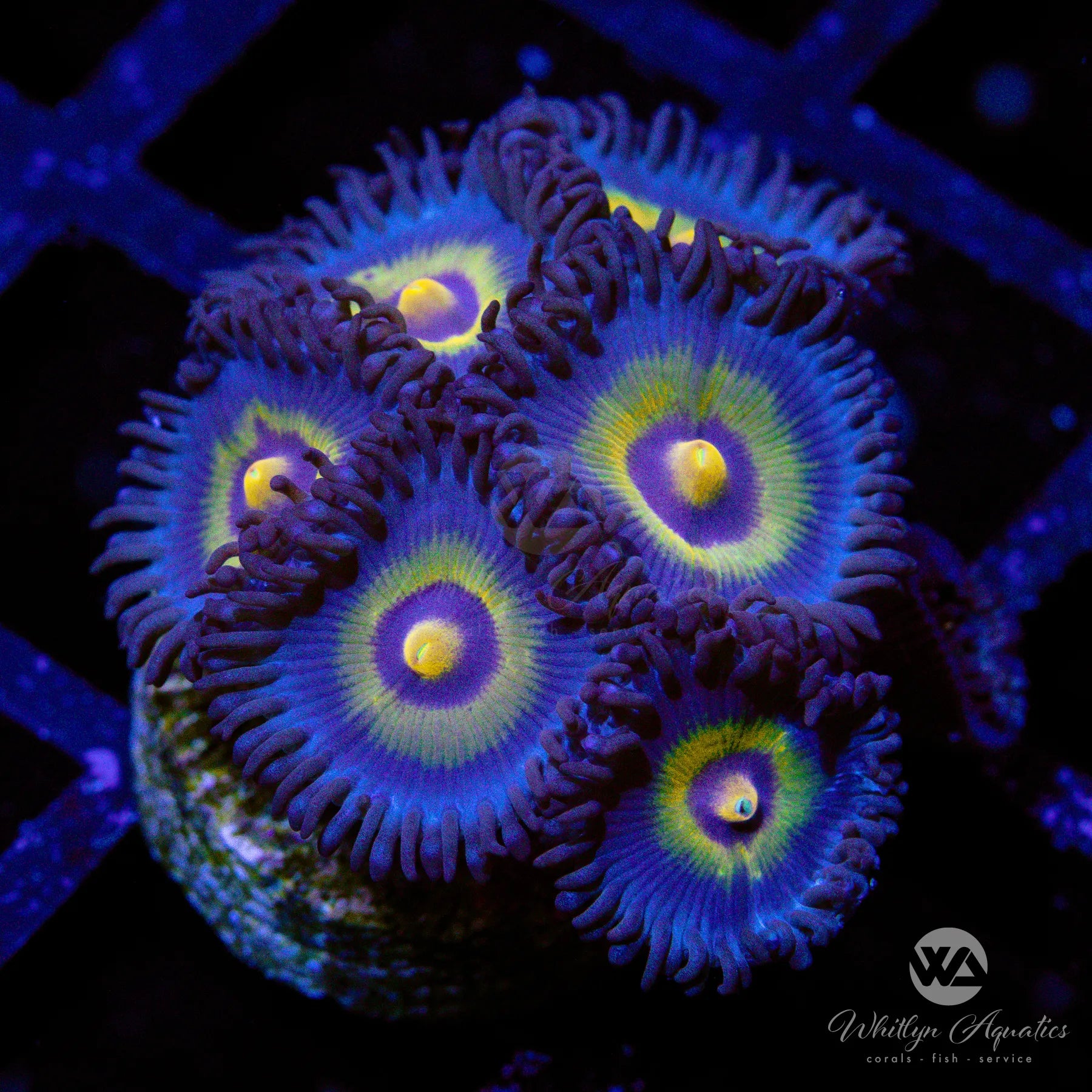 Premium Aquacultured Outcast Zoanthid Coral for Saltwater Reef Tanks - Vibrant Colors & Easy Care for Beginners & Experts