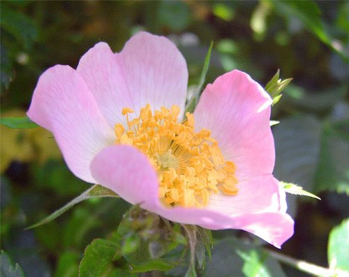 25 Pink Swamp Rose (Rosa Palustris) Flower Seeds for Planting - Beautiful Perennial Garden Flowers for Landscaping, Wet Areas & Butterfly Gardens