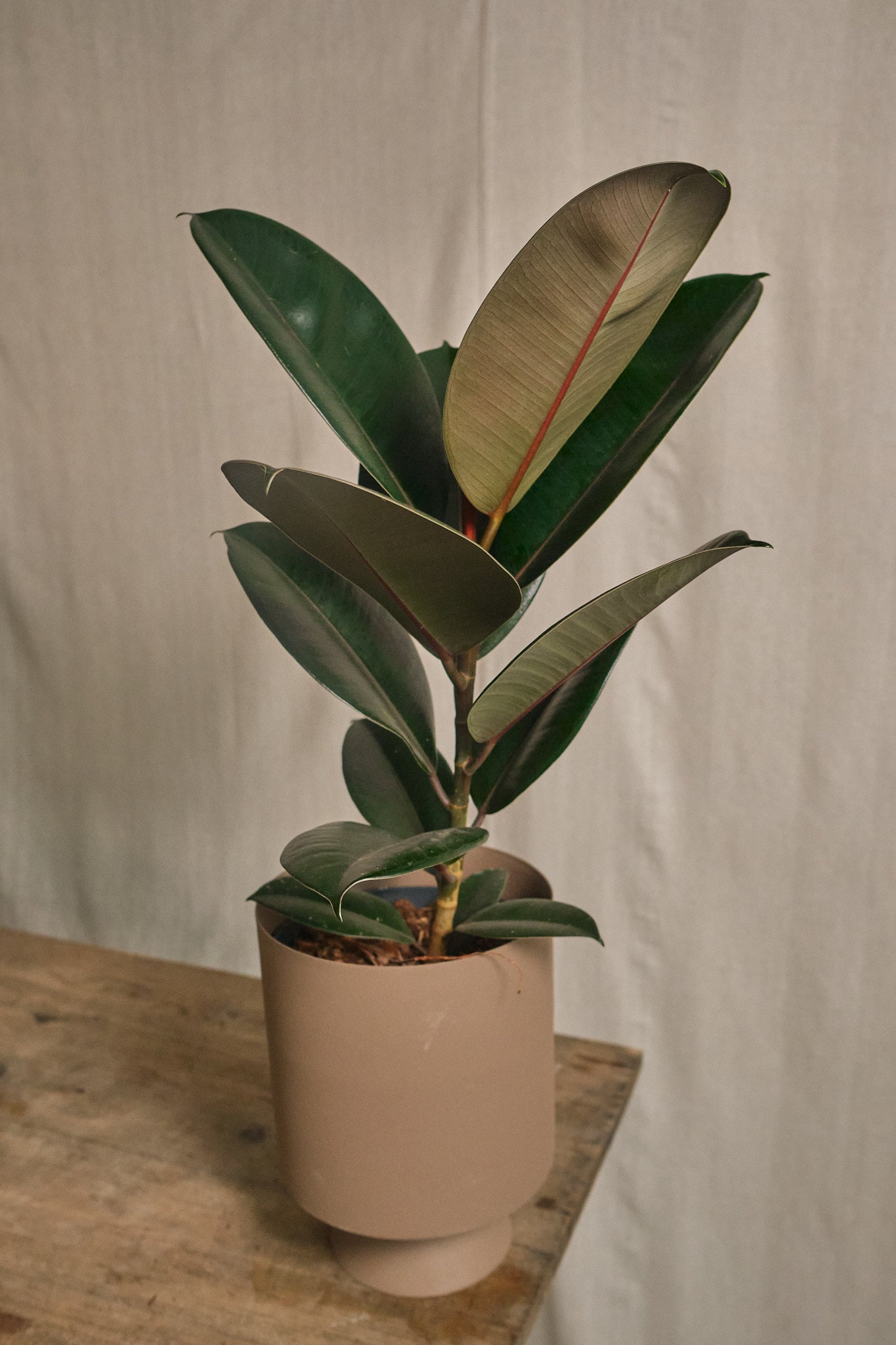 Ficus Elastica Abidjan - Premium Rubber Plant for Home & Office Decor | Perfect for Indoor Gardening, Living Room, and Workspace Greenery