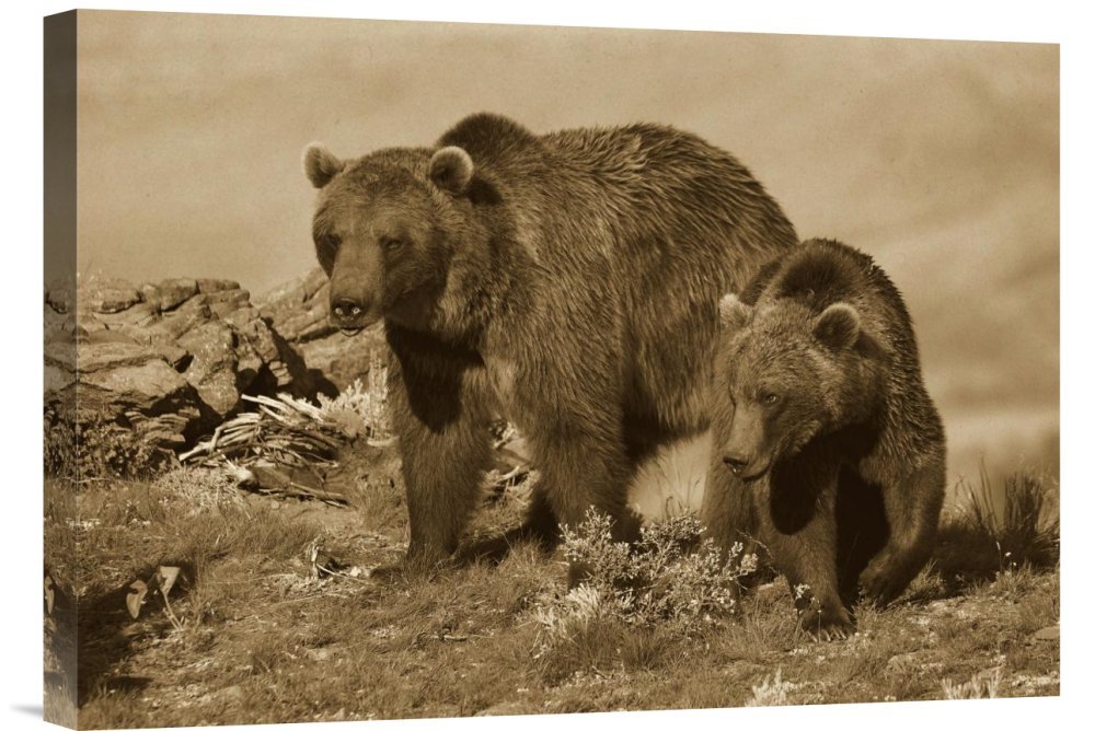 Tim Fitzharris Grizzly Bear Mother with Cub North America Canvas Wall Art Print | Wildlife Home Decor | Perfect for Living Room, Bedroom & Office