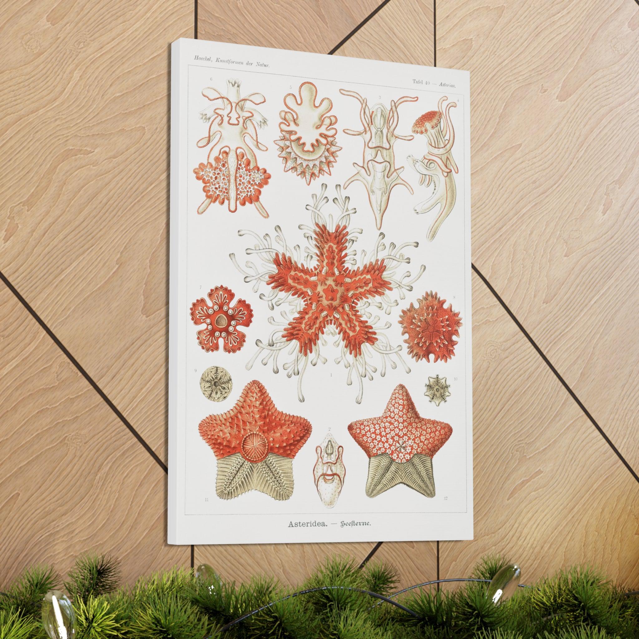 Ernst Haeckel Asteridea Seesterne Starfish Art Print - Premium Canvas Wall Decor for Living Room, Bedroom & Office