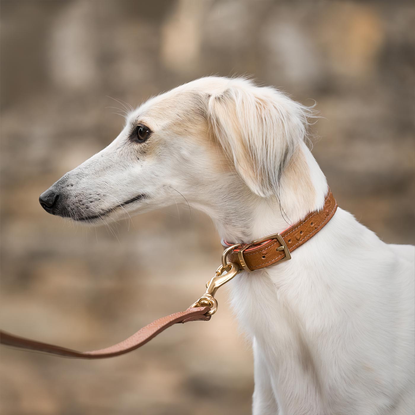 Premium Ostrich Leather Dog Collar - Tan & Orange - Handcrafted Luxury Pet Accessory by Lords & Labradors - Perfect for Daily Walks, Training & Stylish Outings